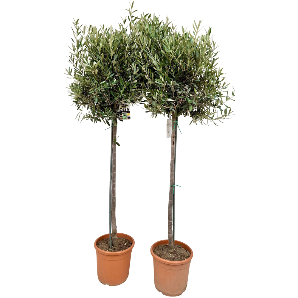 Olea Europaea, D 30 cm, H 190 cm