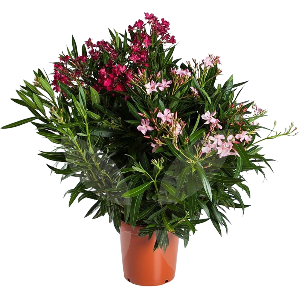 Leandru Nerium Oleander Tricolor, D 20 cm, H 100 cm