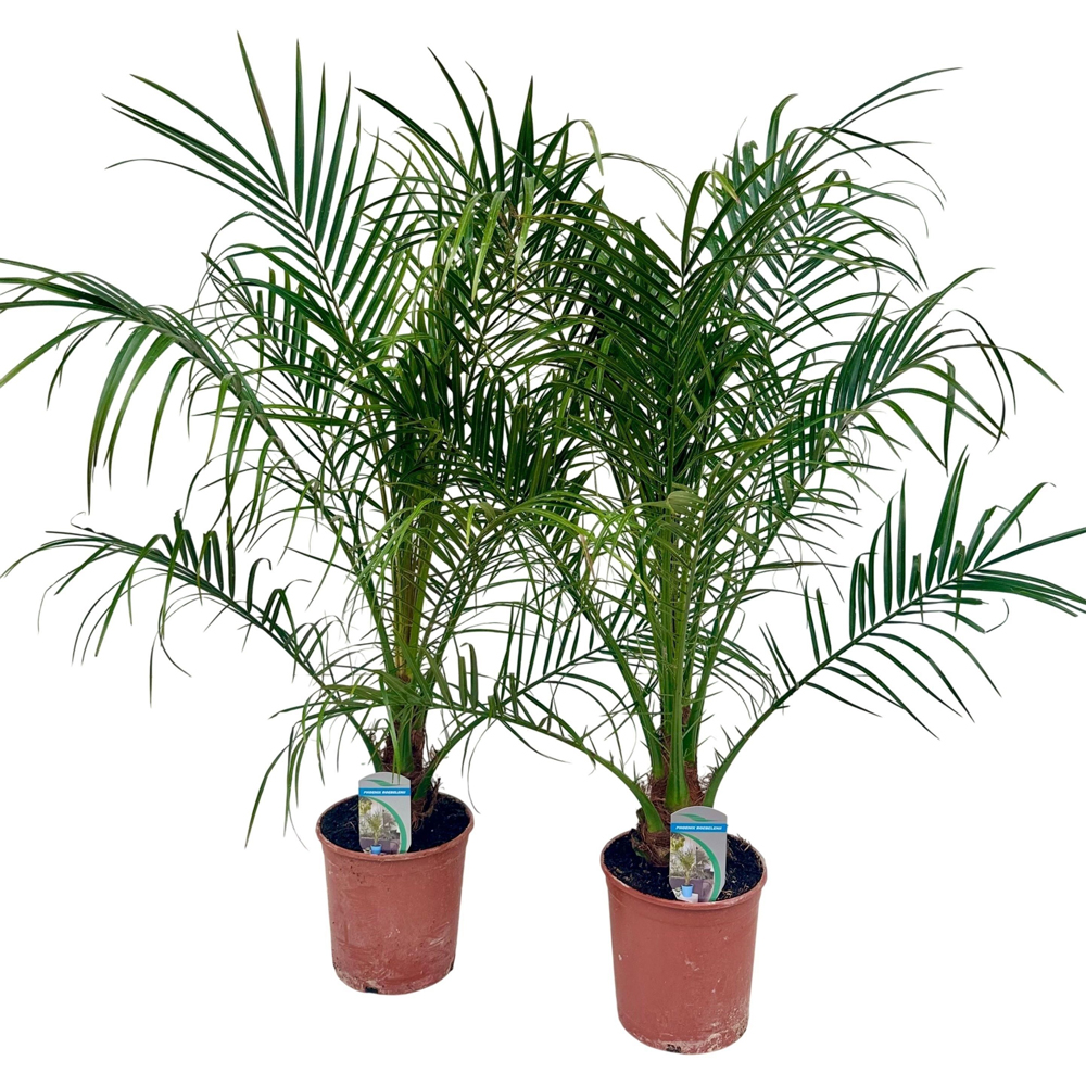 Phoenix Roebelinii, D 17 cm, H 60 cm