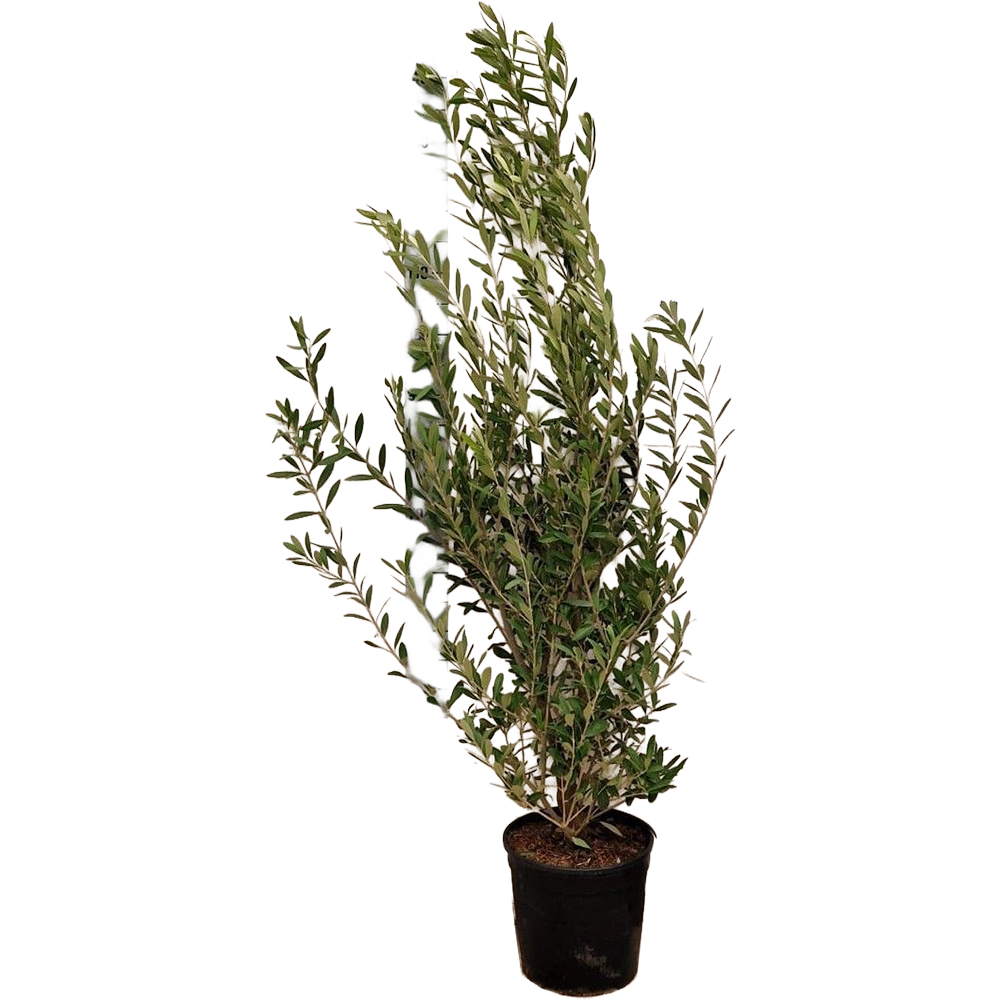 Olea Europaea, D 25 cm, H 100 cm