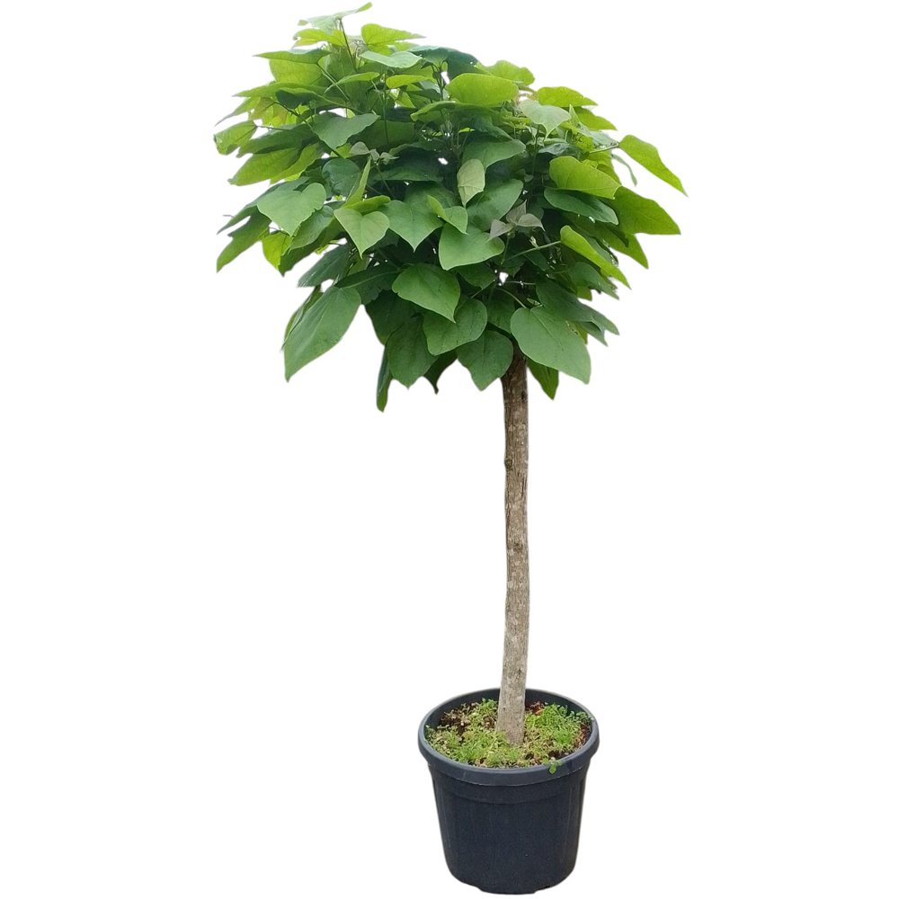 Catalpa, D 40 cm, H 150 cm