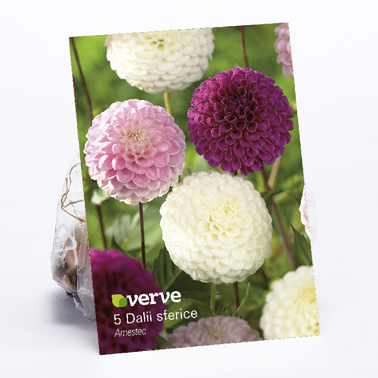Bulbi VERVE Dalie Mix, multicolor