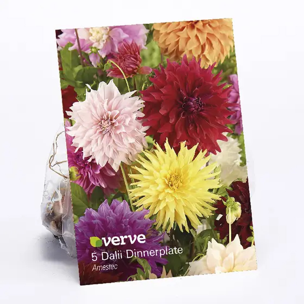 Bulbi Dahlia Dinner Plante VERVE, Mix