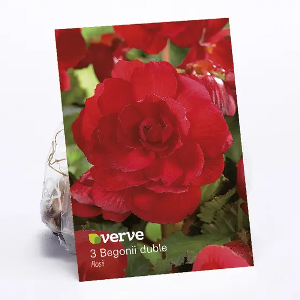 Begonie dubla VERVE, rosu