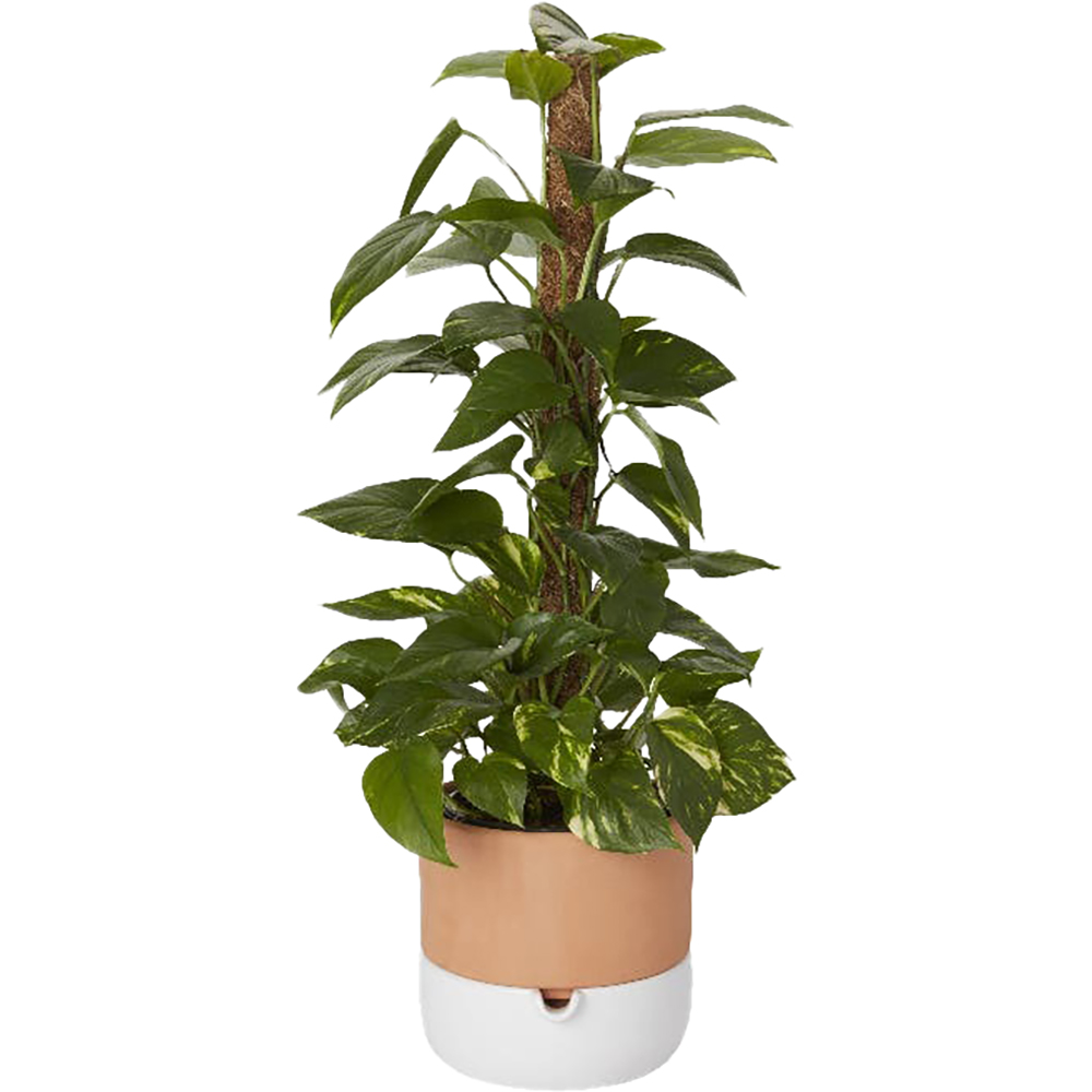 Ghiveci rotund GOODHOME, teracota, 22.8 cm, maro-alb