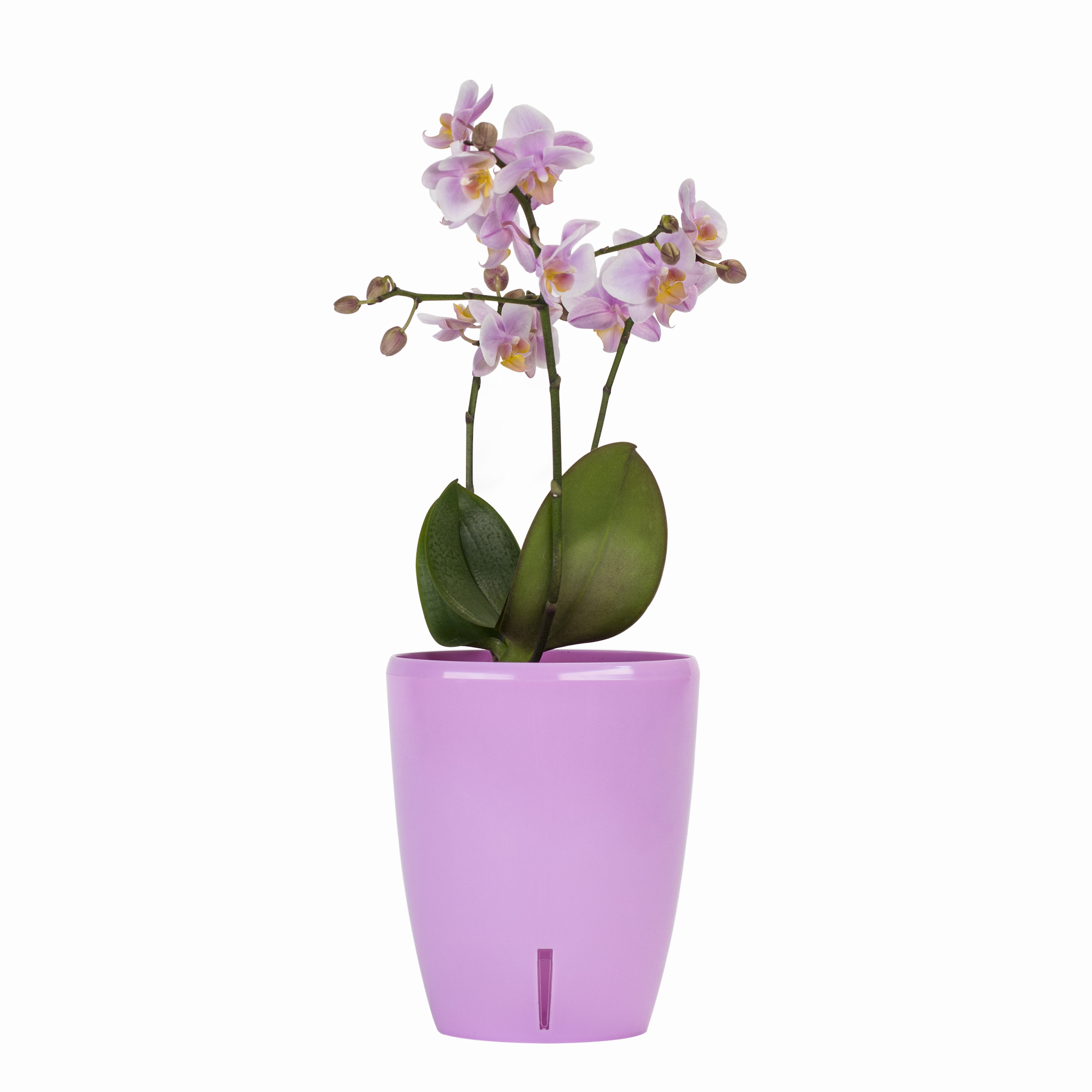 Ghiveci flori Santino, plastic, D 12 cm, mov