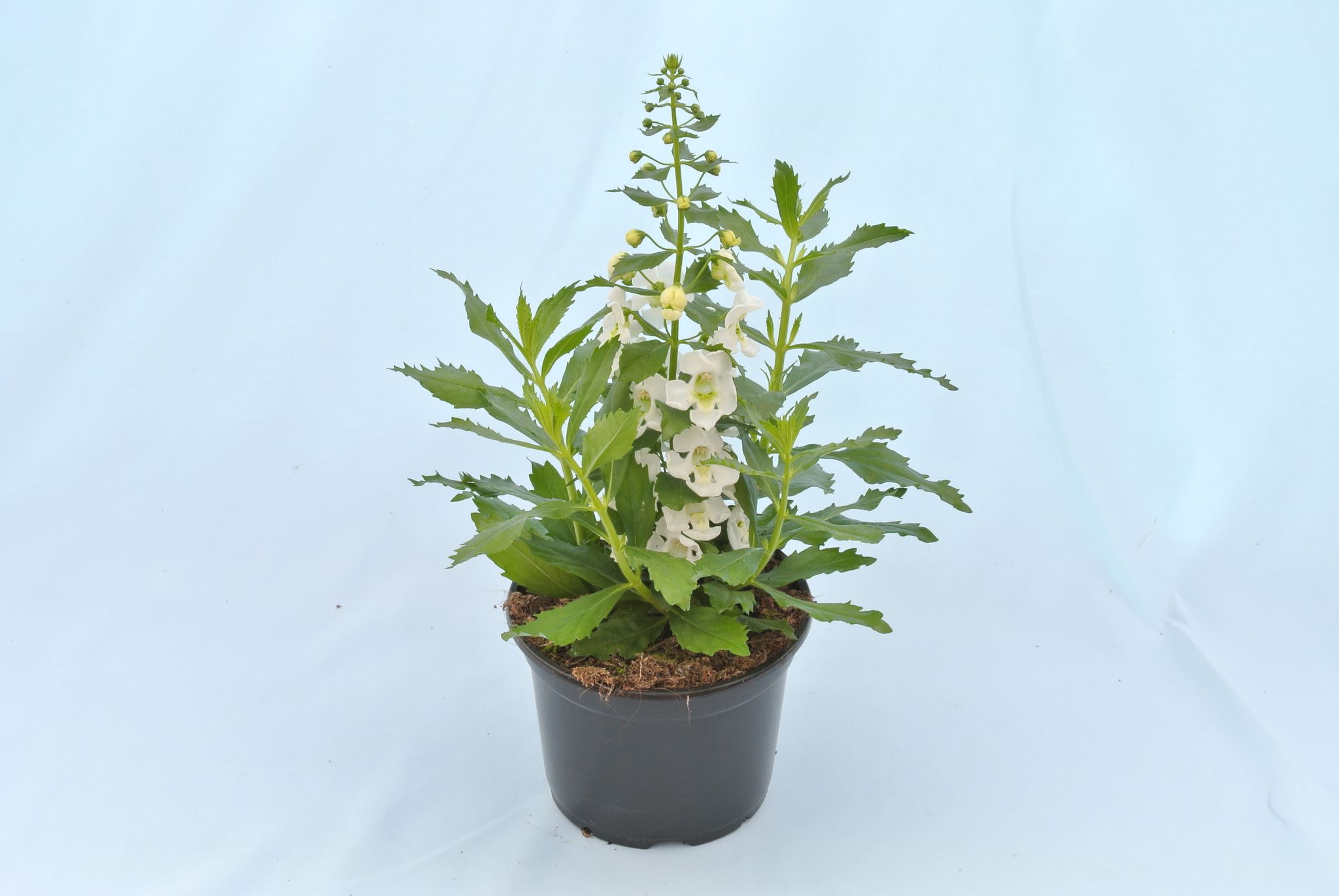 Angelonia Angustifolia 12