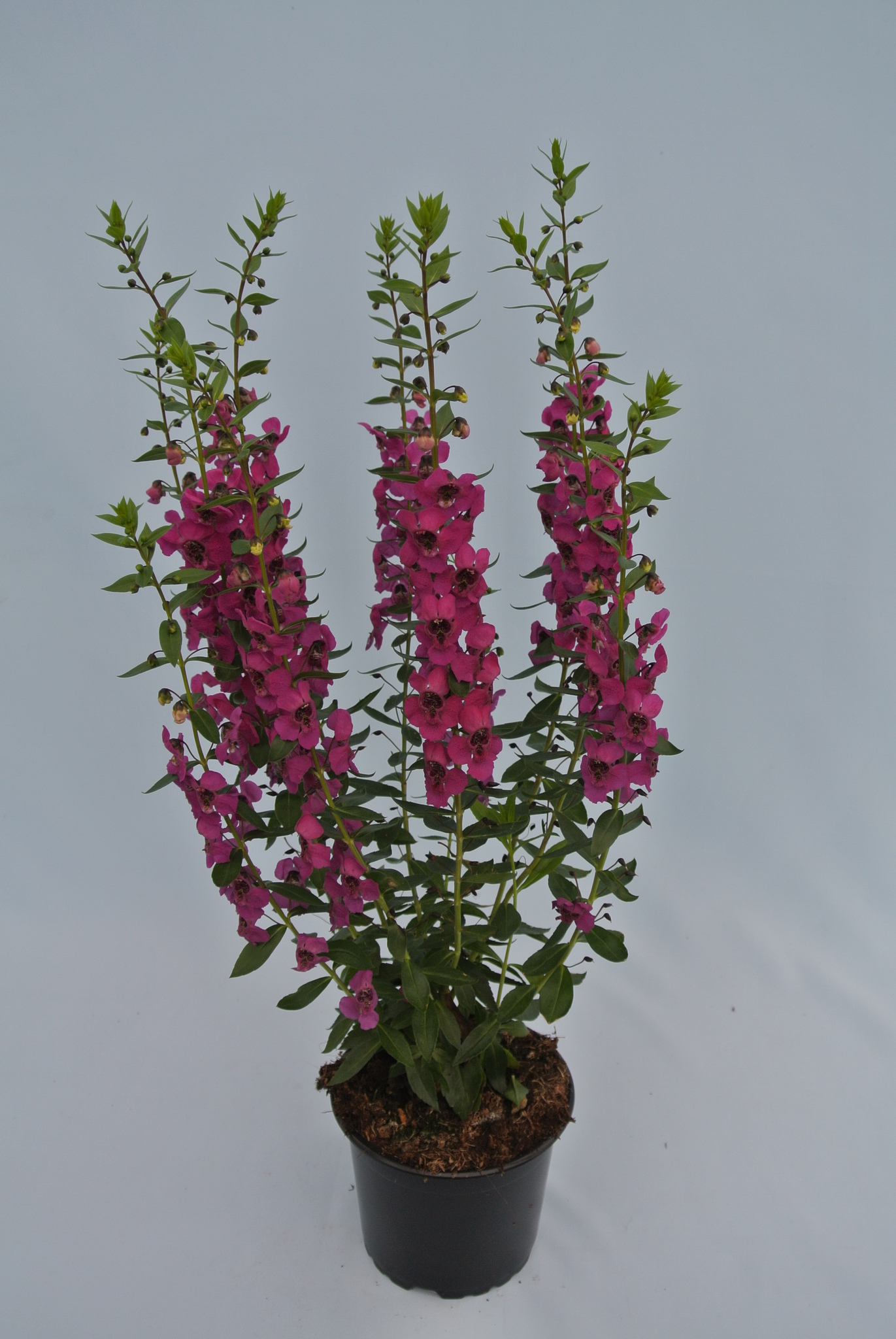 Angelonia Angustifolia 12