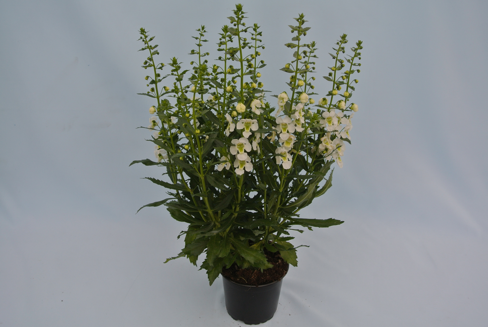 Angelonia Angustifolia 12