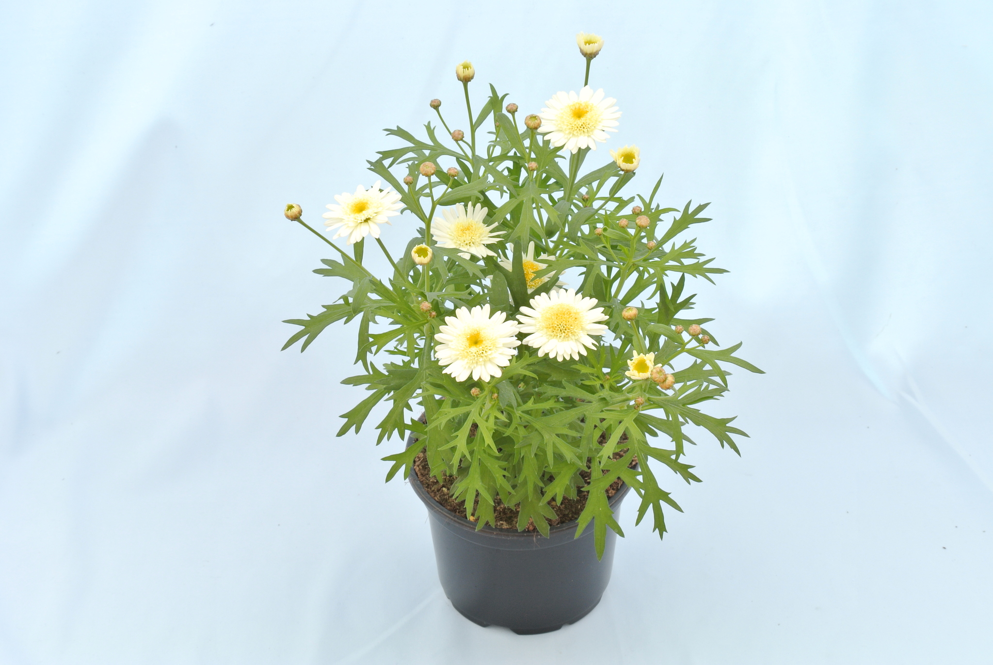 Argyranthemum 12