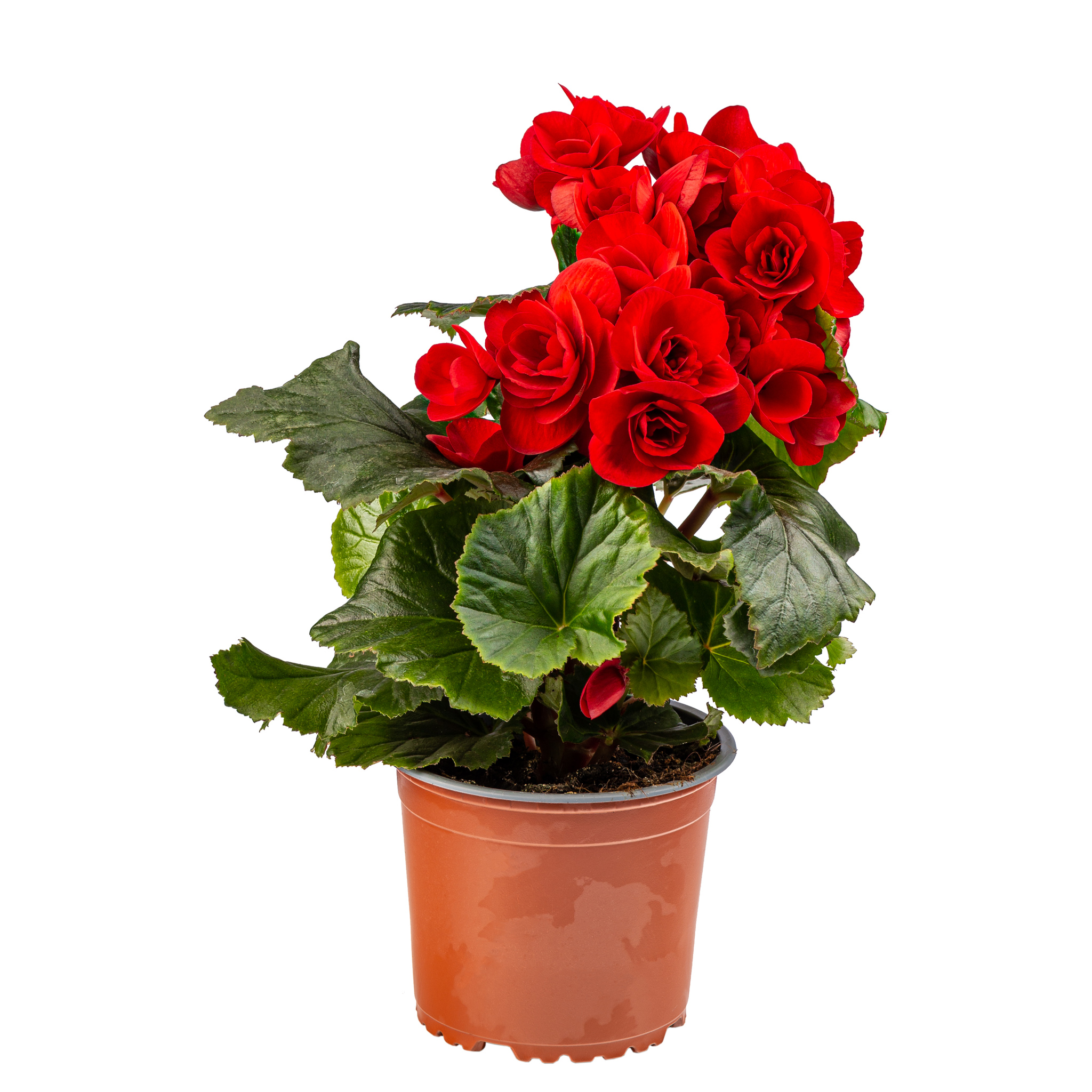 Begonia Hiemalis Elatior, in ghiveci, 13 cm