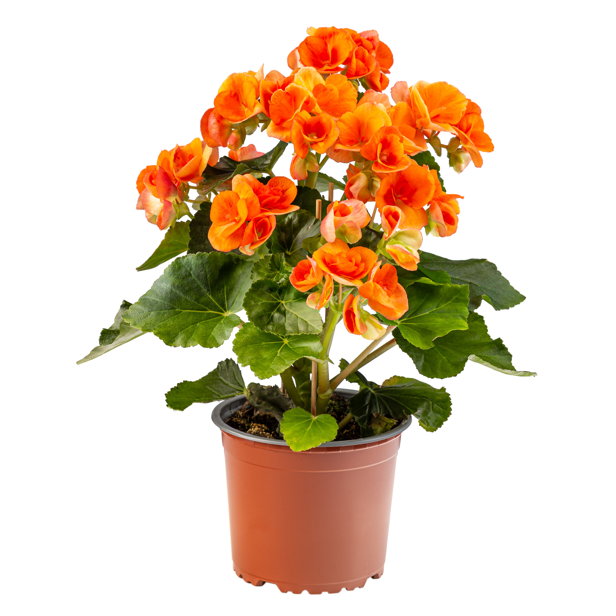 Begonia Hiemalis Elatior, in ghiveci, 13 cm