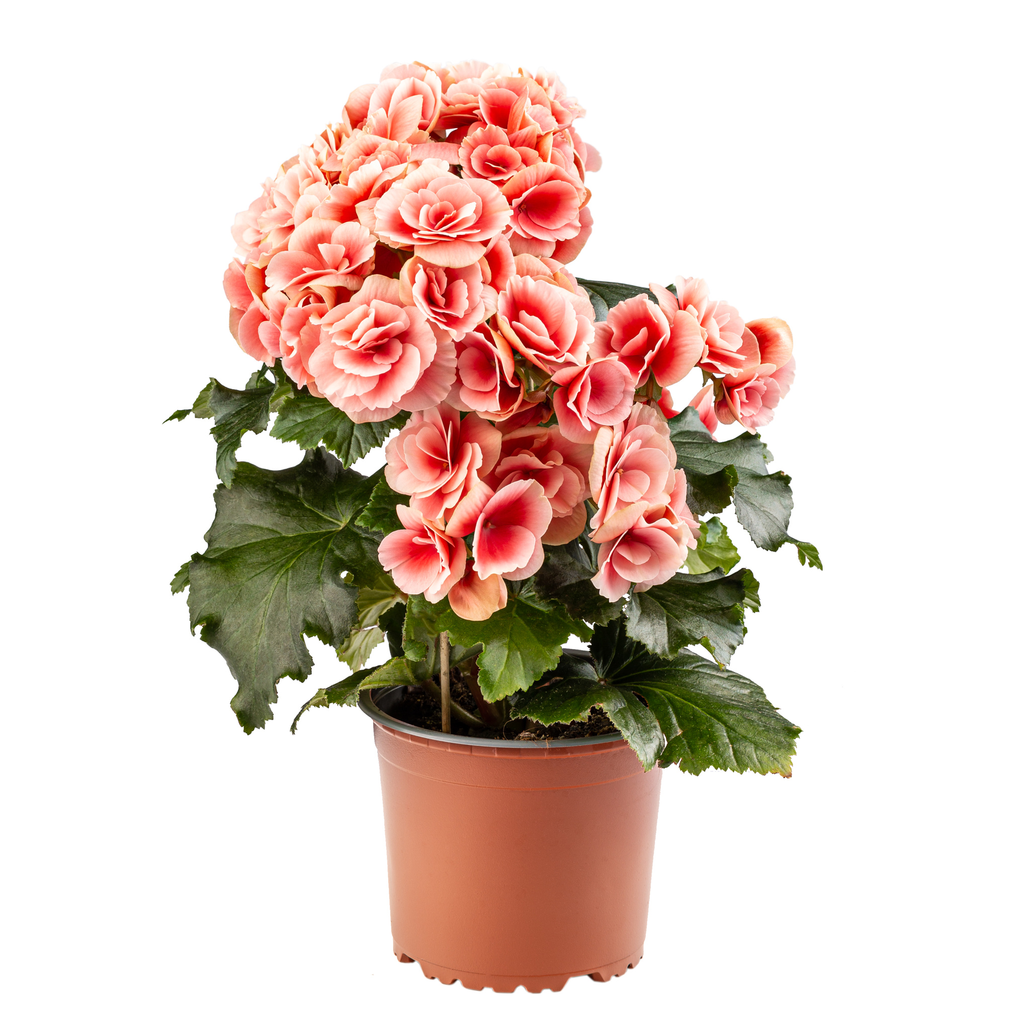 Begonia Hiemalis Elatior, in ghiveci, 13 cm
