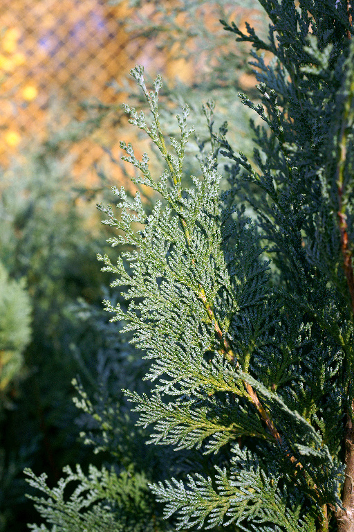 Chiparos Chamaecyparis Columnaris in ghiveci