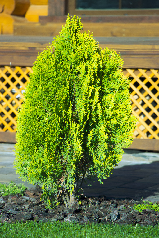Tuia Occidentalis Smaragd in ghiveci, H 120-140 cm