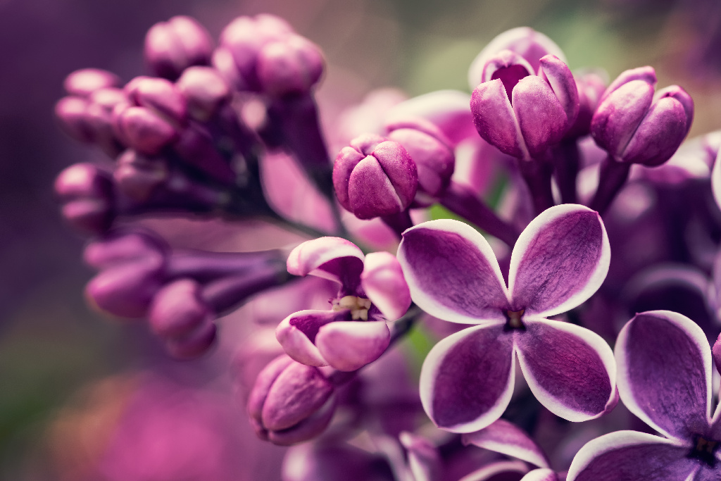 Arbust Ornamental Liliac - Syringa Vulgaris