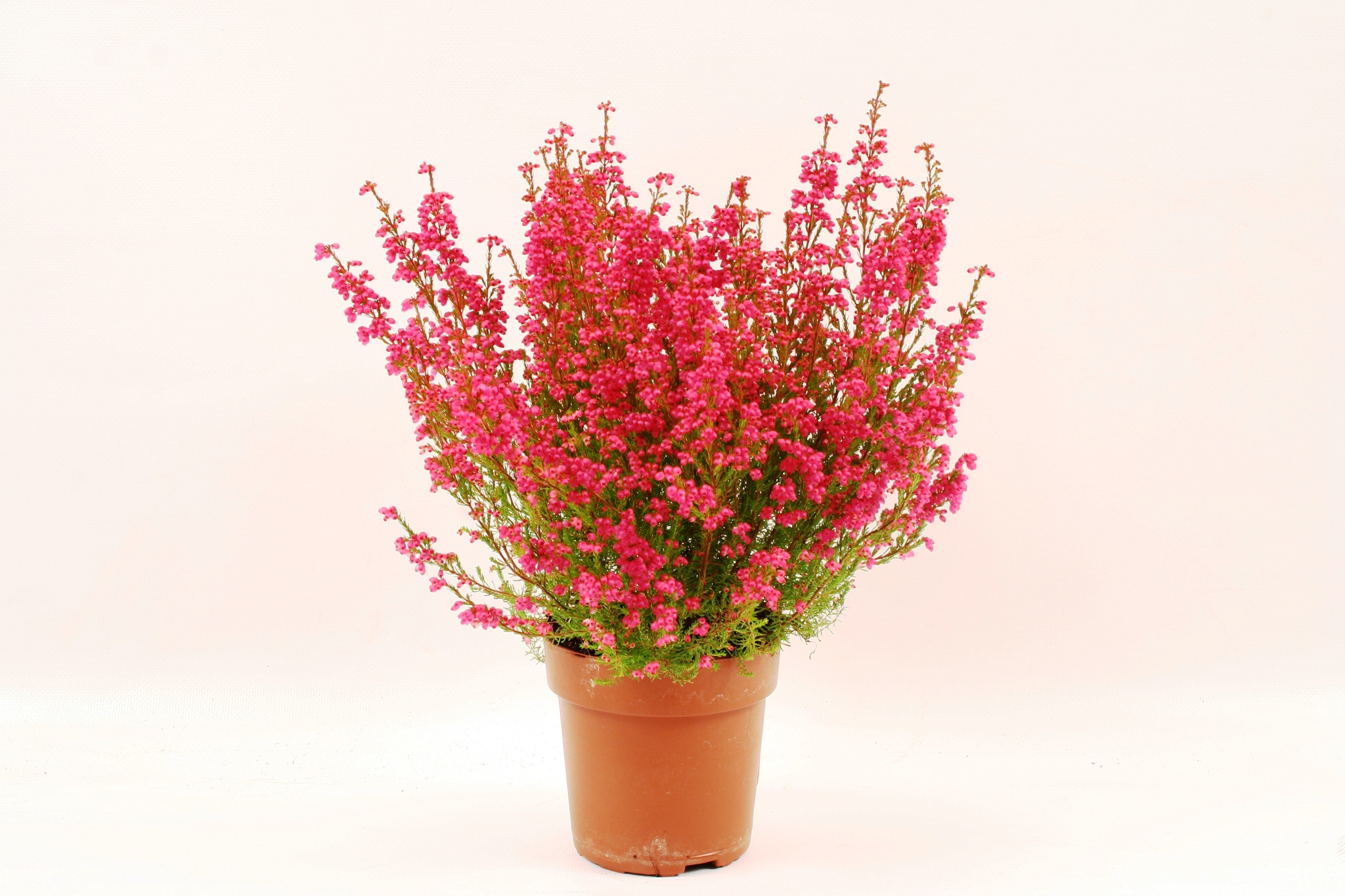 Erica Gracillis, in ghiveci, 12 cm