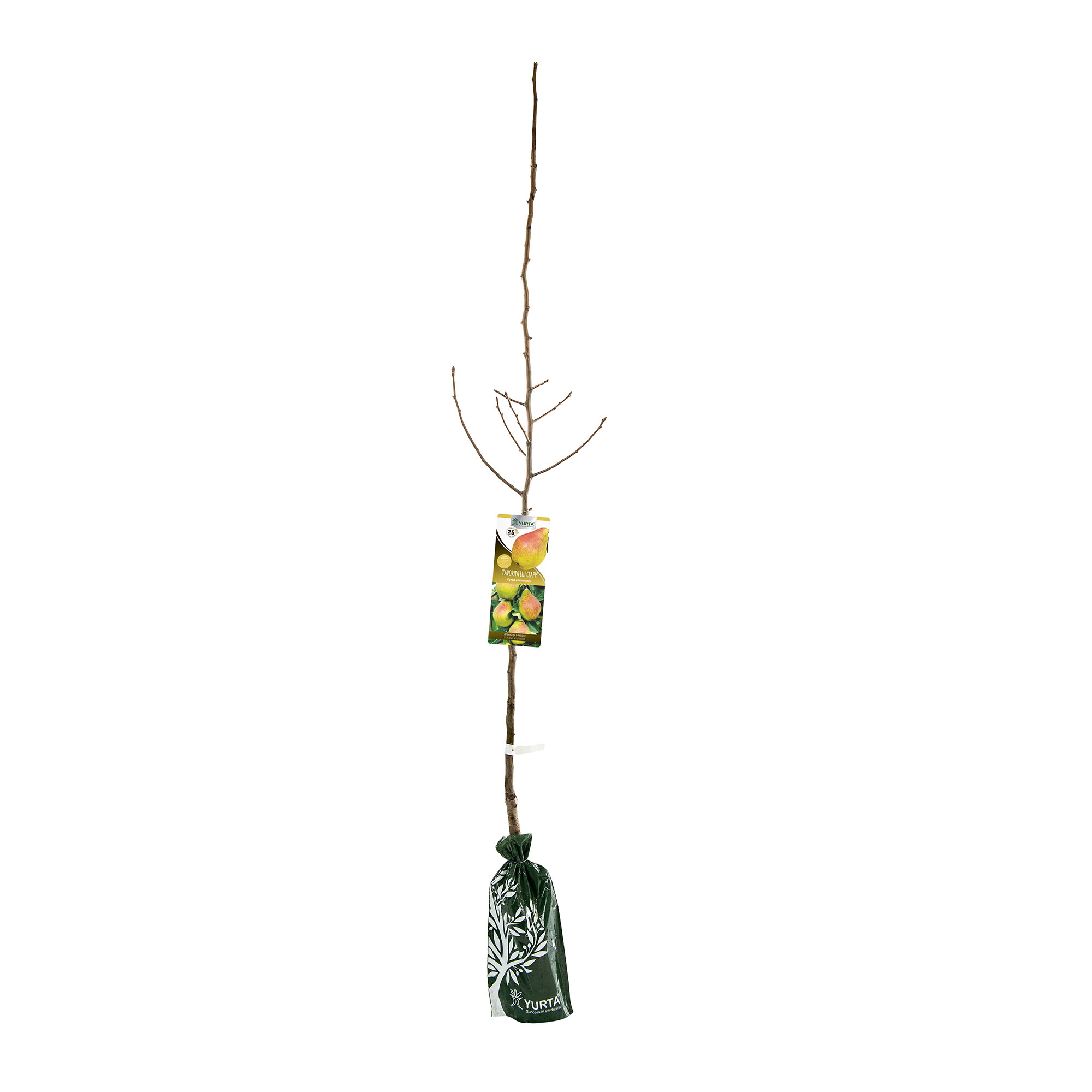 Pom fructifer, par, 120 cm