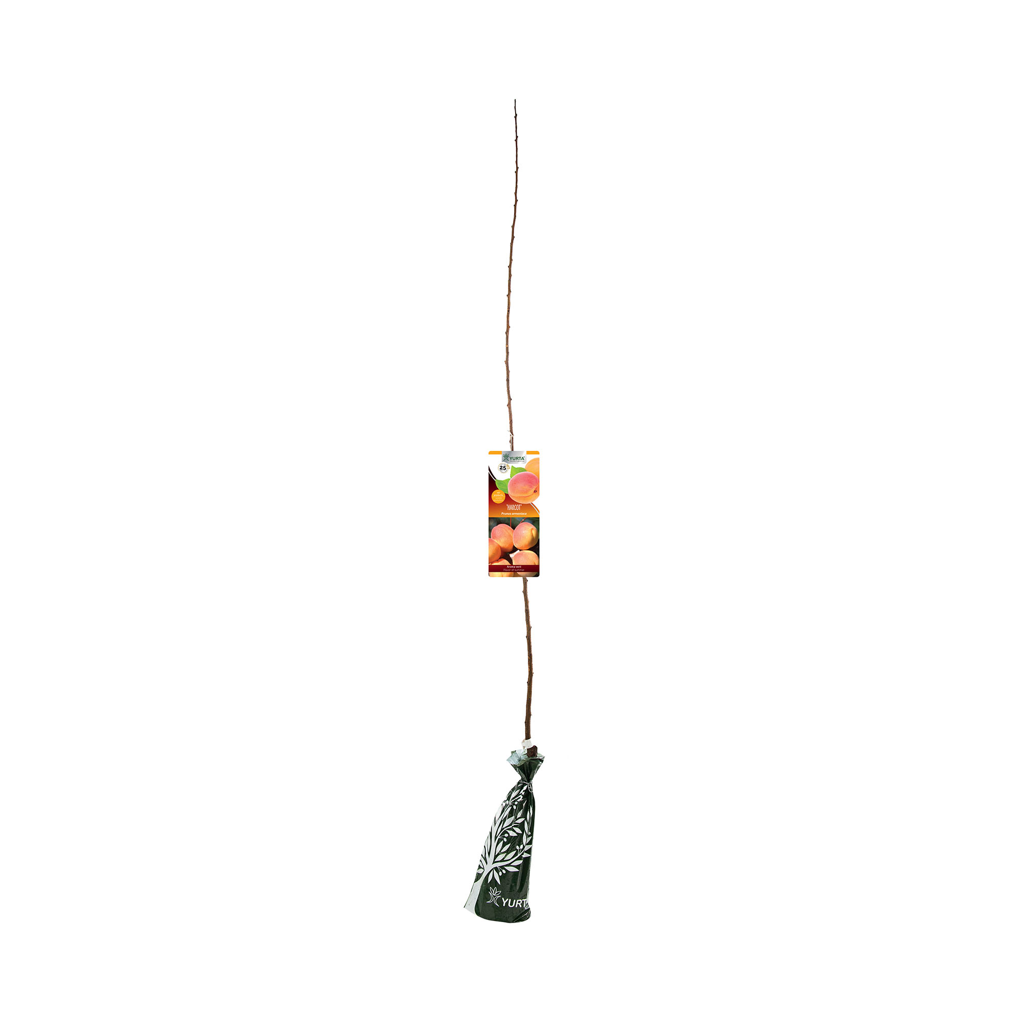 Pom fructifer, cais