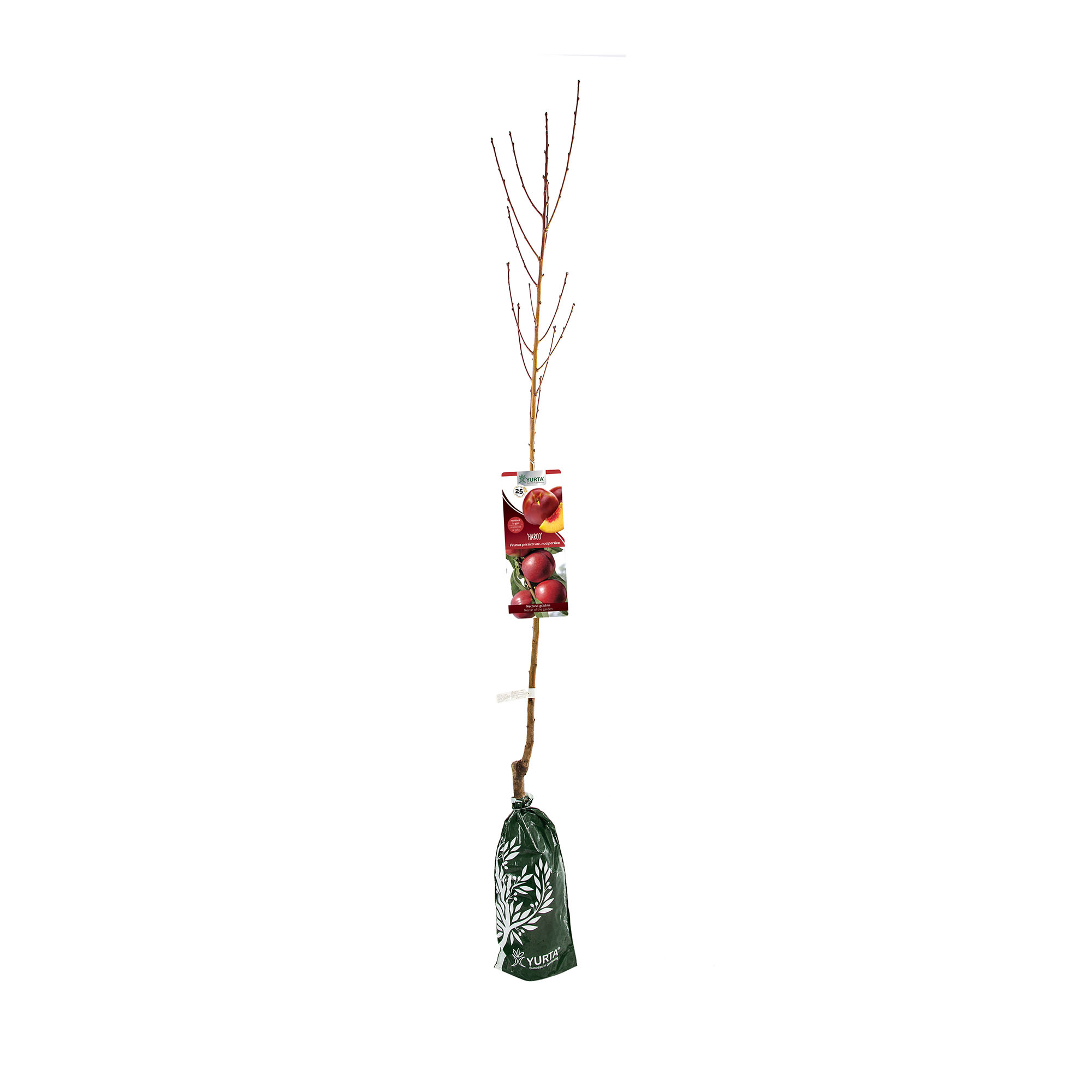 Pom fructifer, piersic, nectarin
