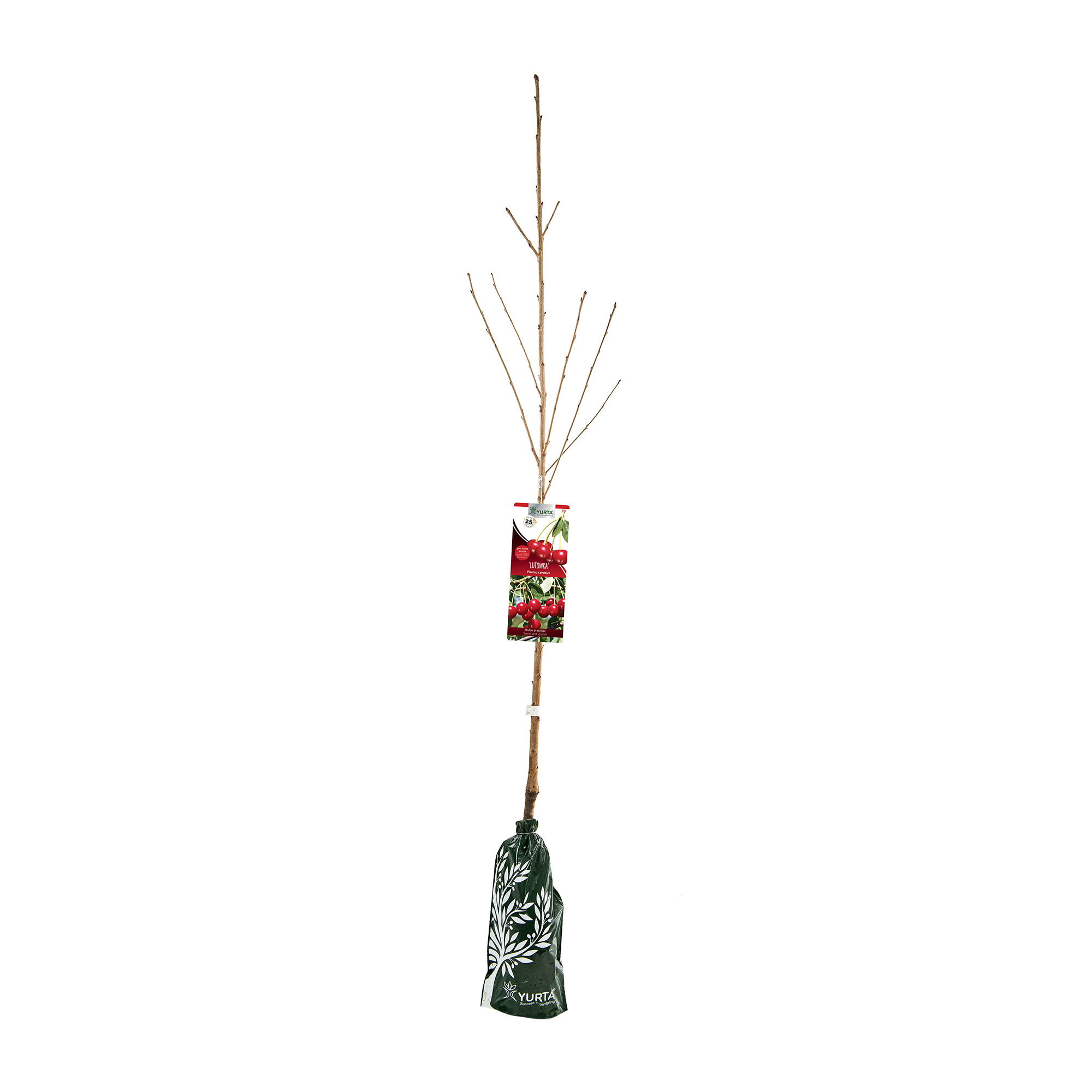 Pom fructifier, visin