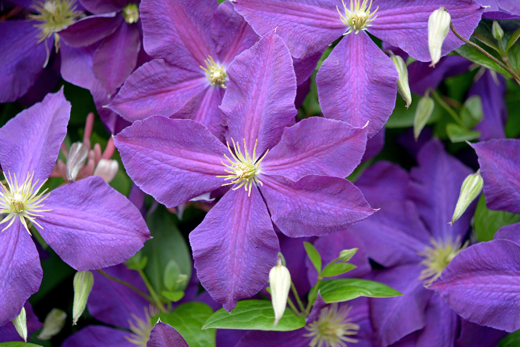 Clematis 40 50 Cm