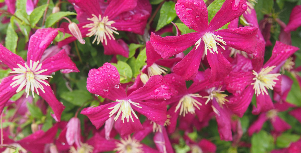 Clematis 40 50 Cm