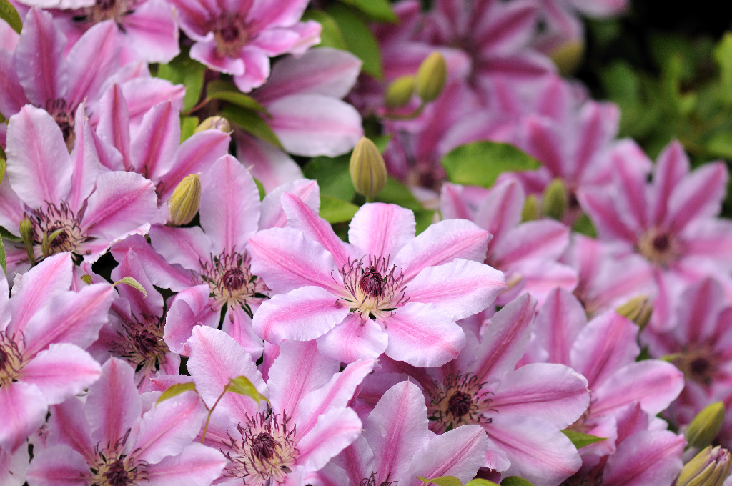 Clematis Mix, 45 - 55 cm