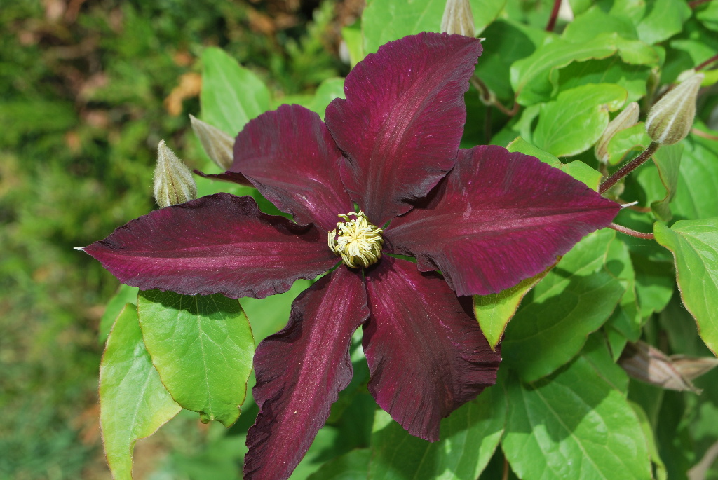 Clematis Mix, 45 - 55 cm
