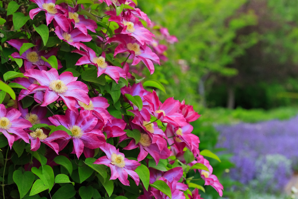 Clematis Mix, 45 - 55 cm