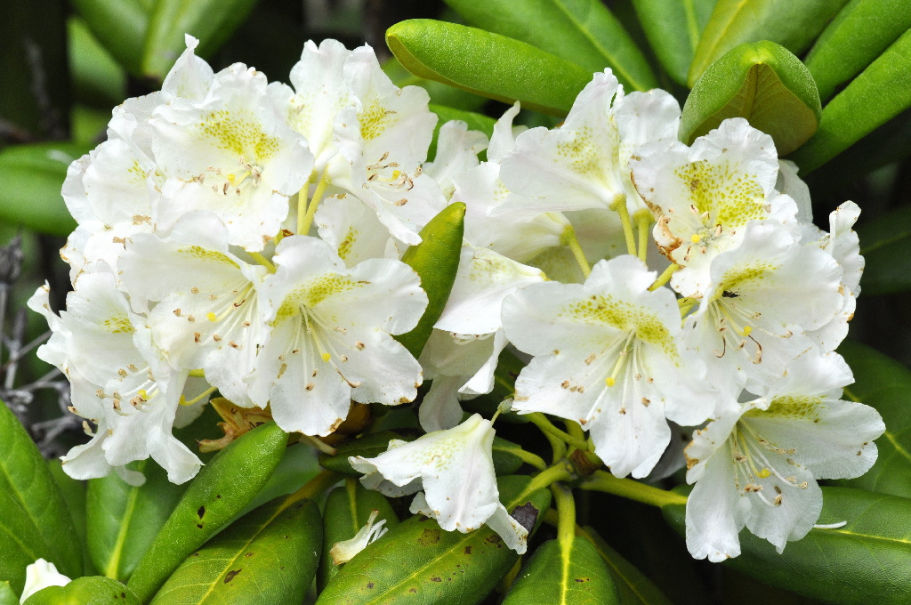 Rhododendron Mix 21 32 Cm