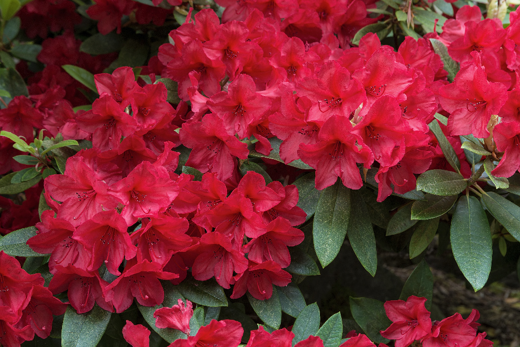 Rhododendron Mix 21 32 Cm