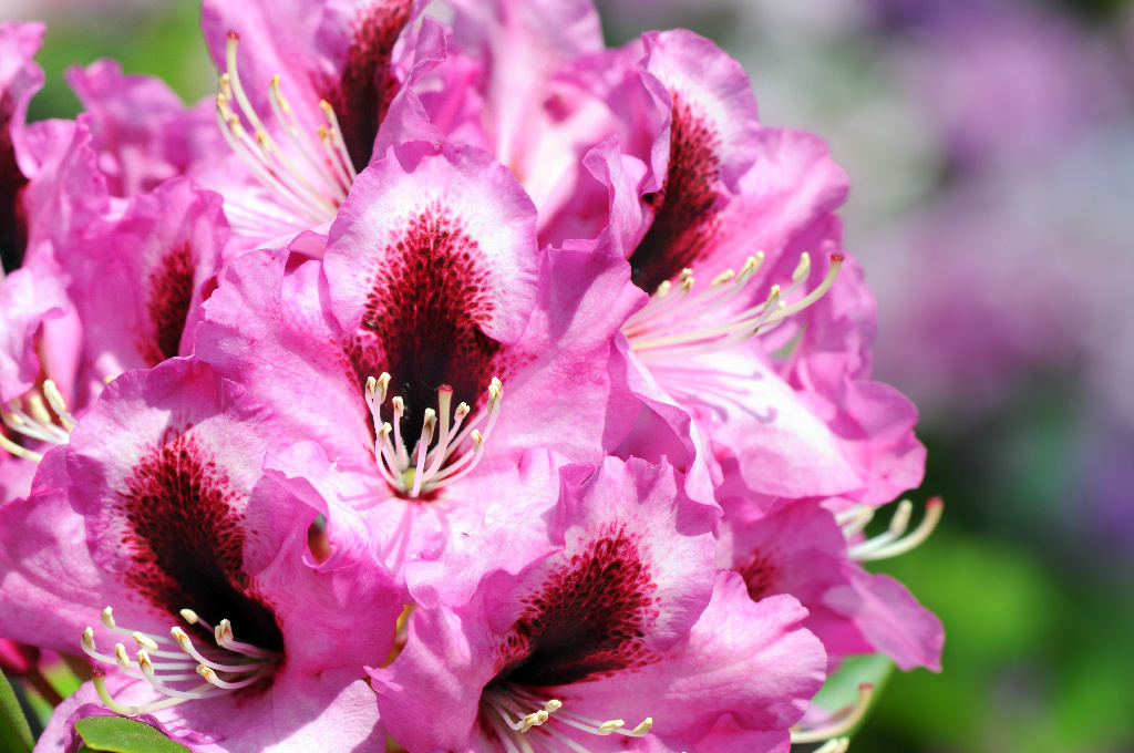 Rhododendron Mix 21 32 Cm