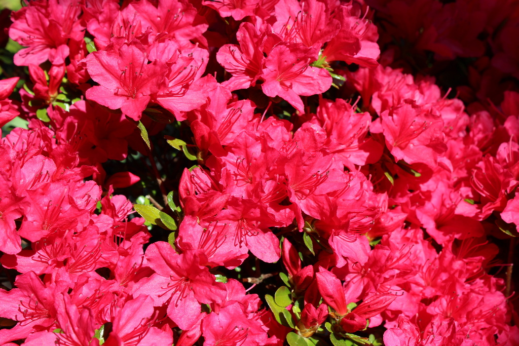 Planta Azalea mix, 20-25 cm, diverse culori