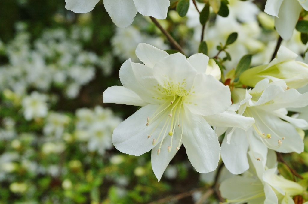 Planta Azalea mix, 20-25 cm, diverse culori