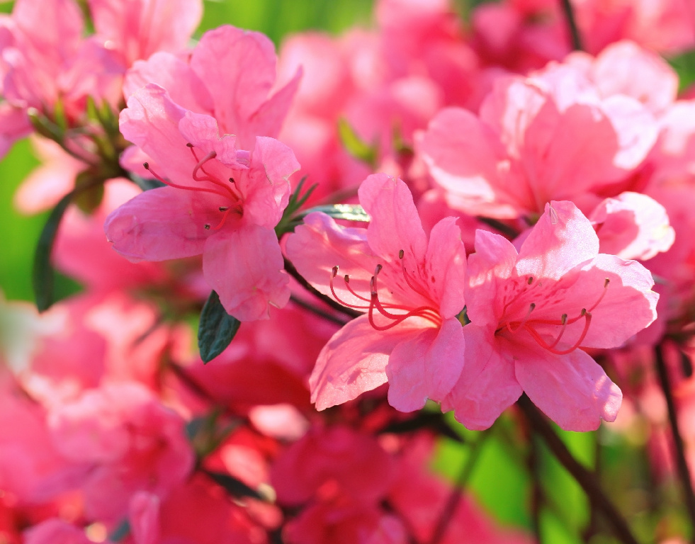 Planta Azalea mix, 20-25 cm, diverse culori