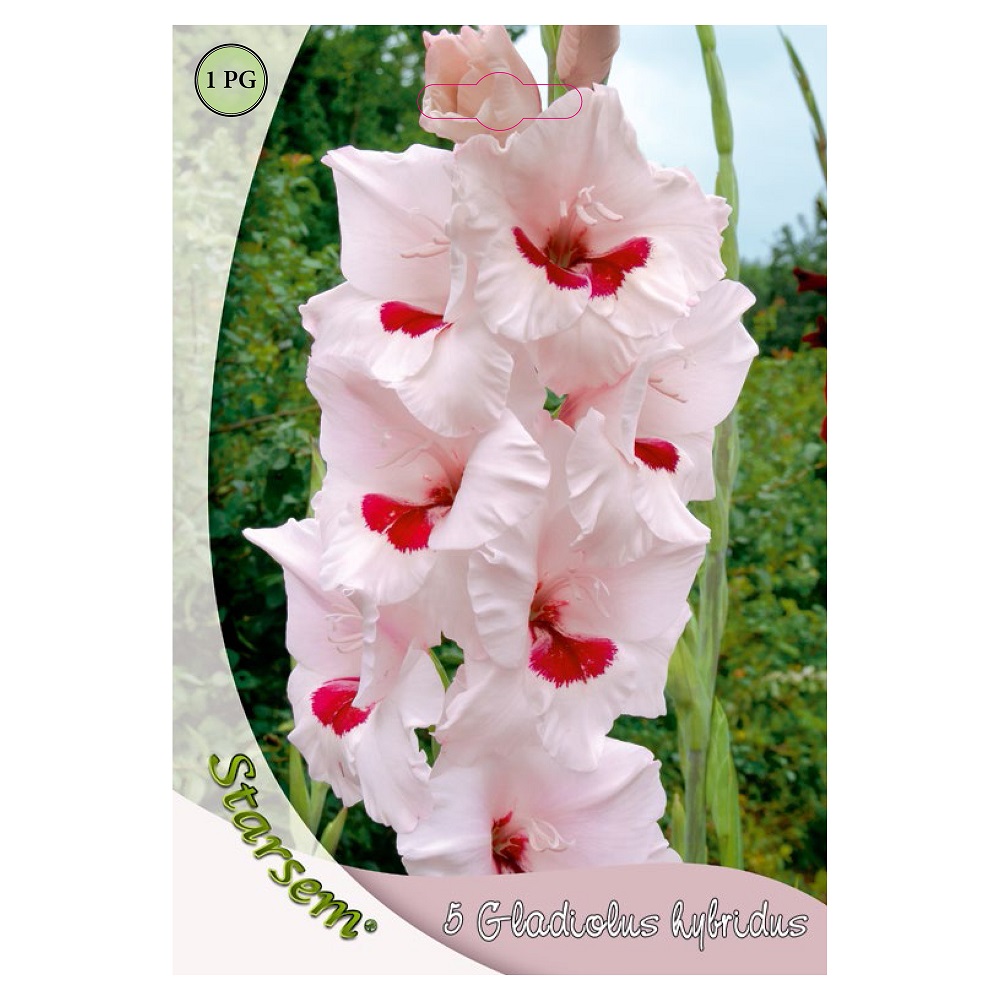Bulbi Gladiole Bicolor STARSEM, negru-roz