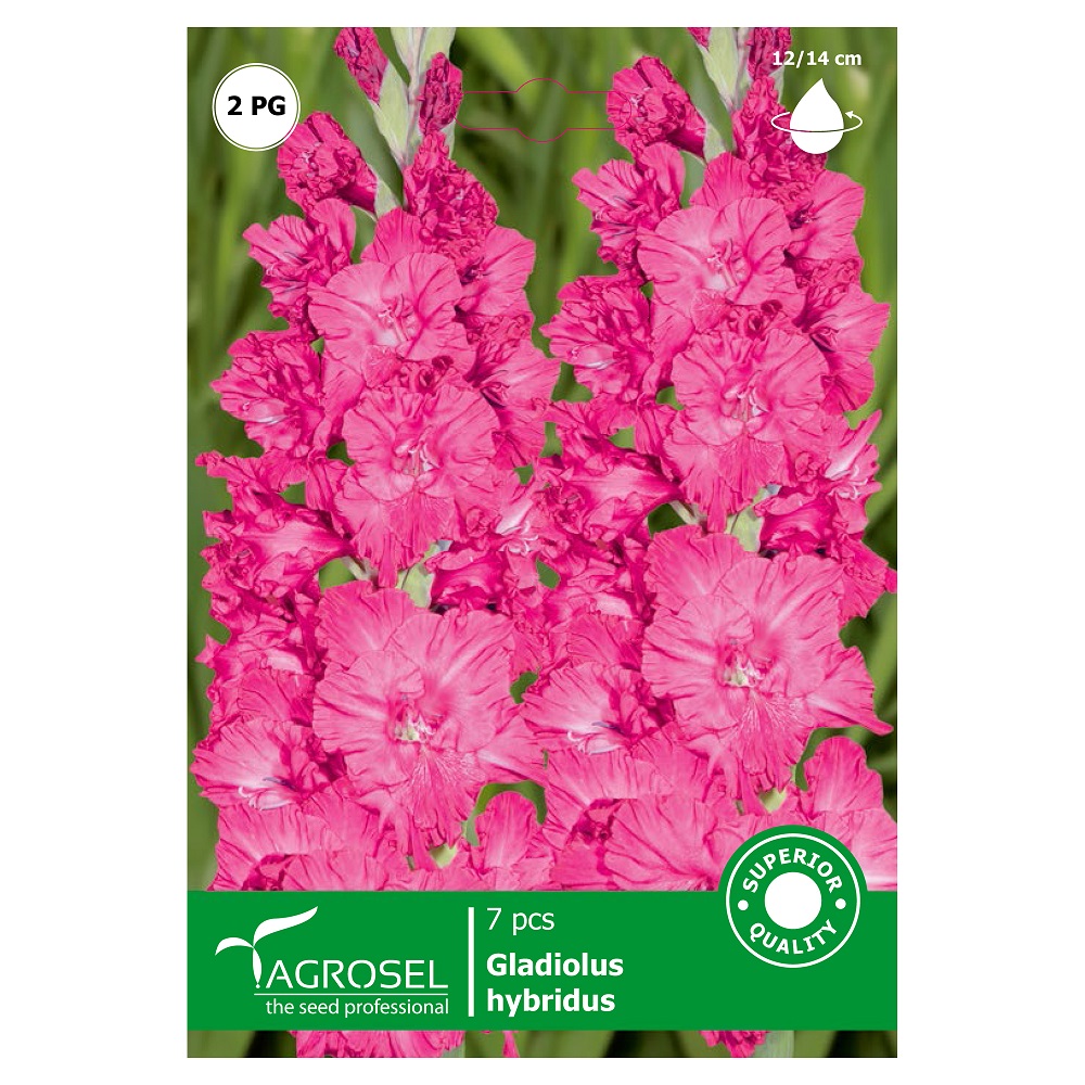 Bulbi gladiole, roz  Agrosel