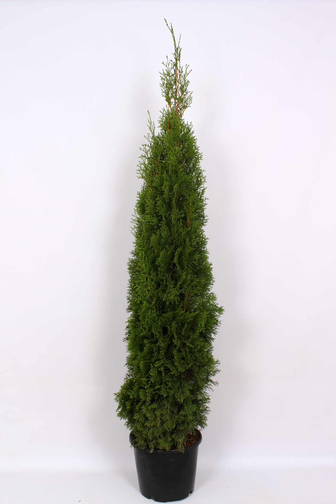 Thuja Occidentalis Smaragd (Arbore conifer) in ghiveci de plastic, inaltime medie 120-150 cm