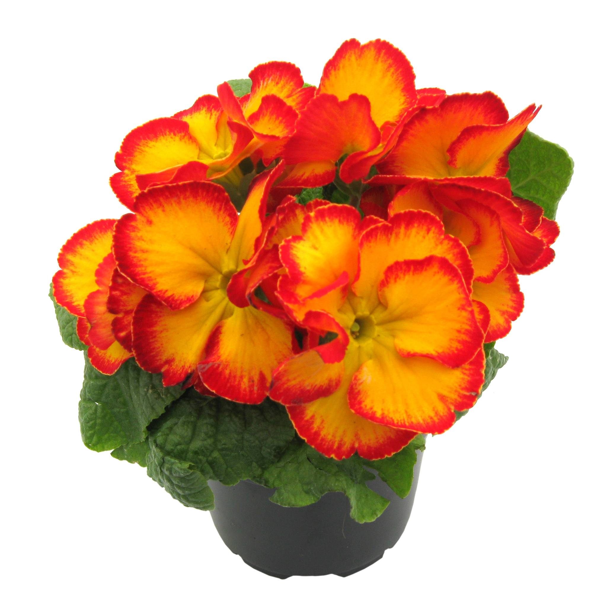 Primula, in ghiveci, 10.5 cm