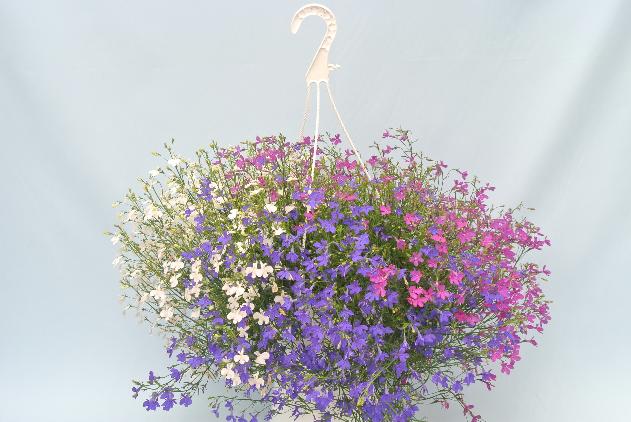 Plante curgatoare mixt, in ghiveci, 22 cm