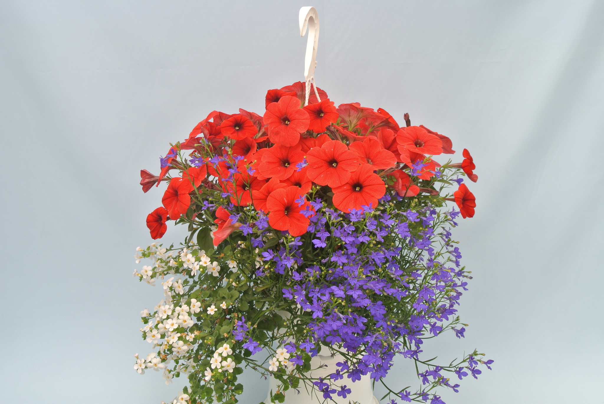 Plante curgatoare mixt, in ghiveci, 22 cm