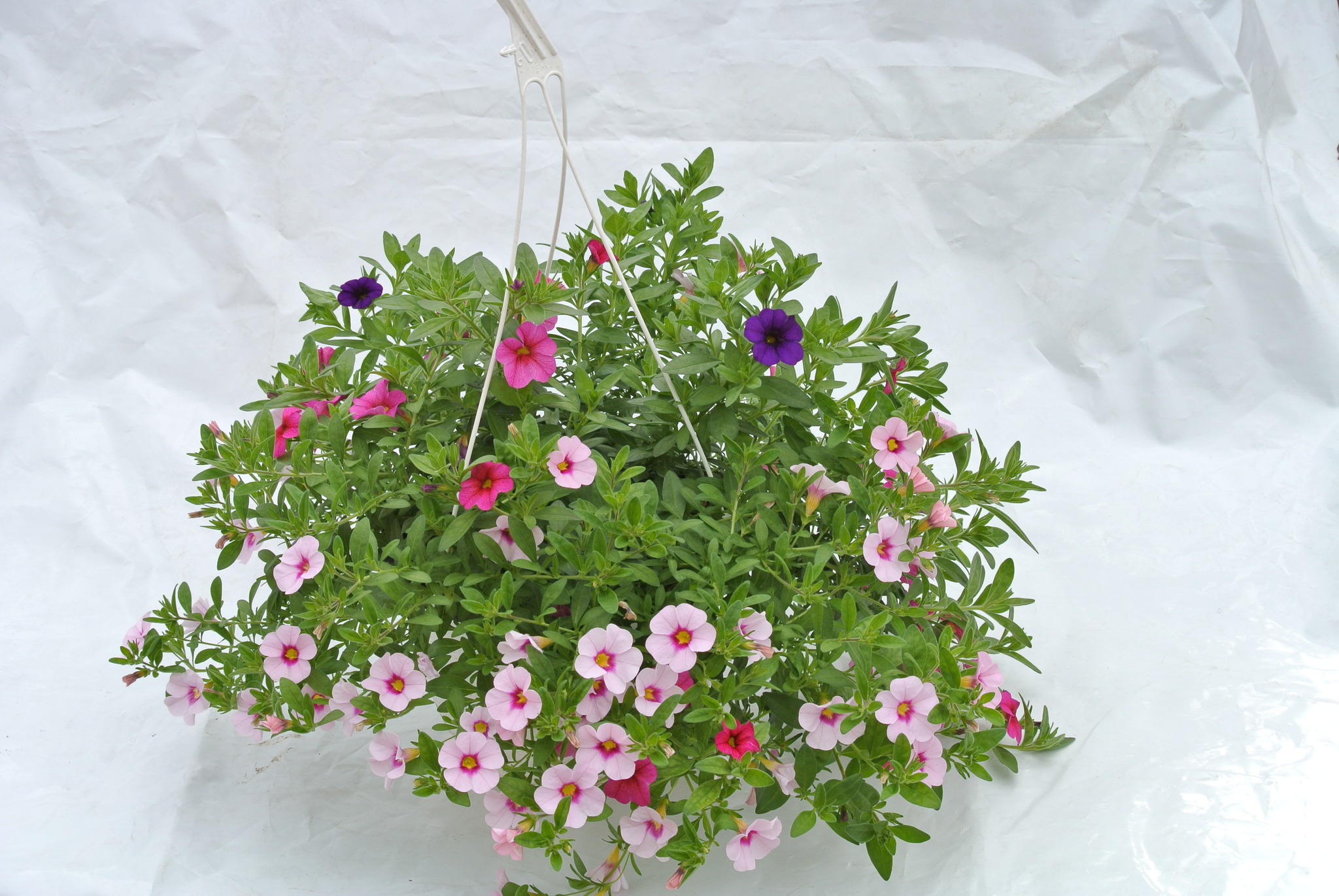 Plante curgatoare mixt, in ghiveci, 22 cm