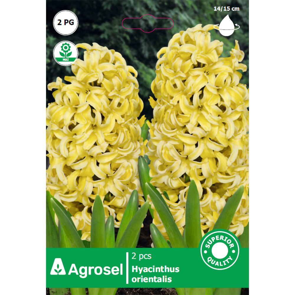 Bulbi Zambile Yellow Queen AGROSEL, galben