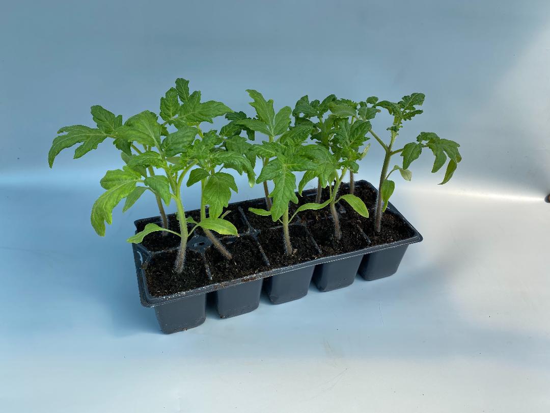 Pachet Rasaduri Rosii 10 Buc