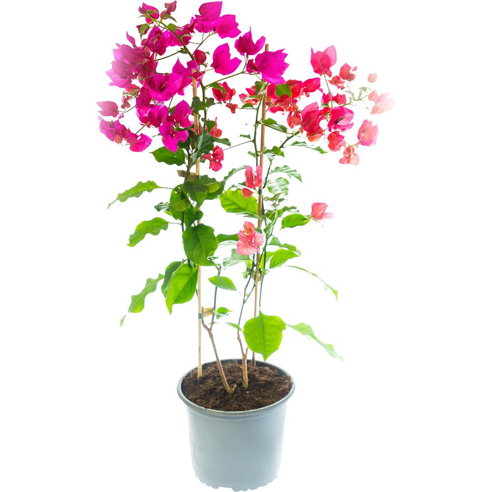 Floarea de hartie Bougainvillea, D 17 cm, H 50 cm