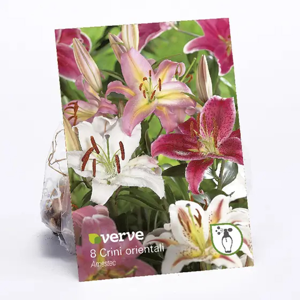  Bulbi Crin Oriental VERVE, mix