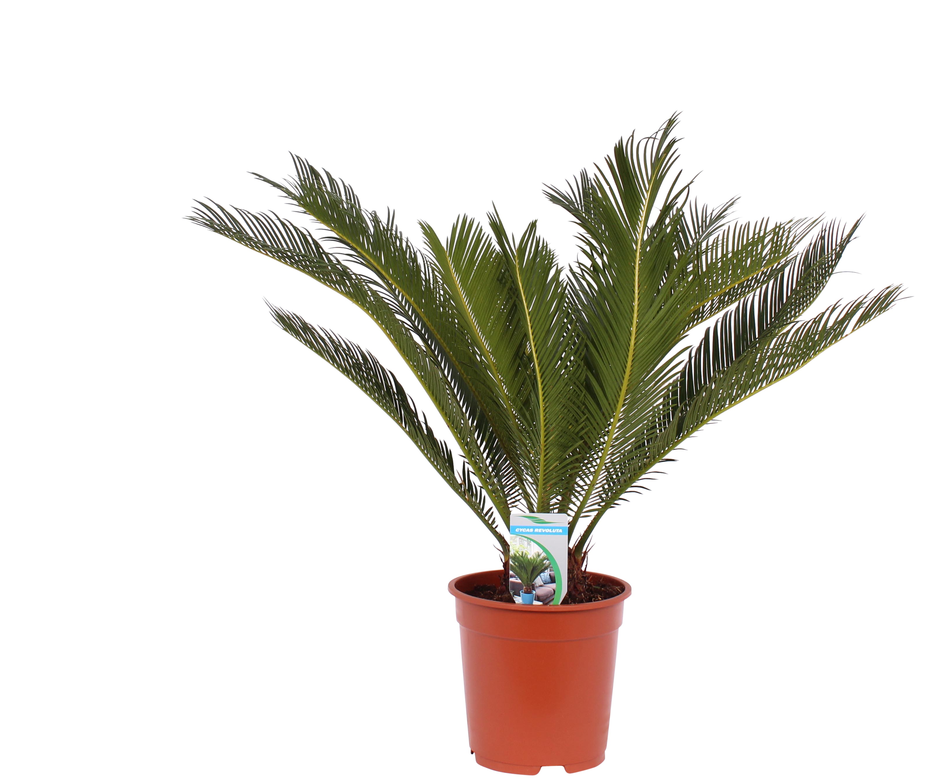 Planta decorativa de interior, in ghiveci, inaltime 50 - 60 cm