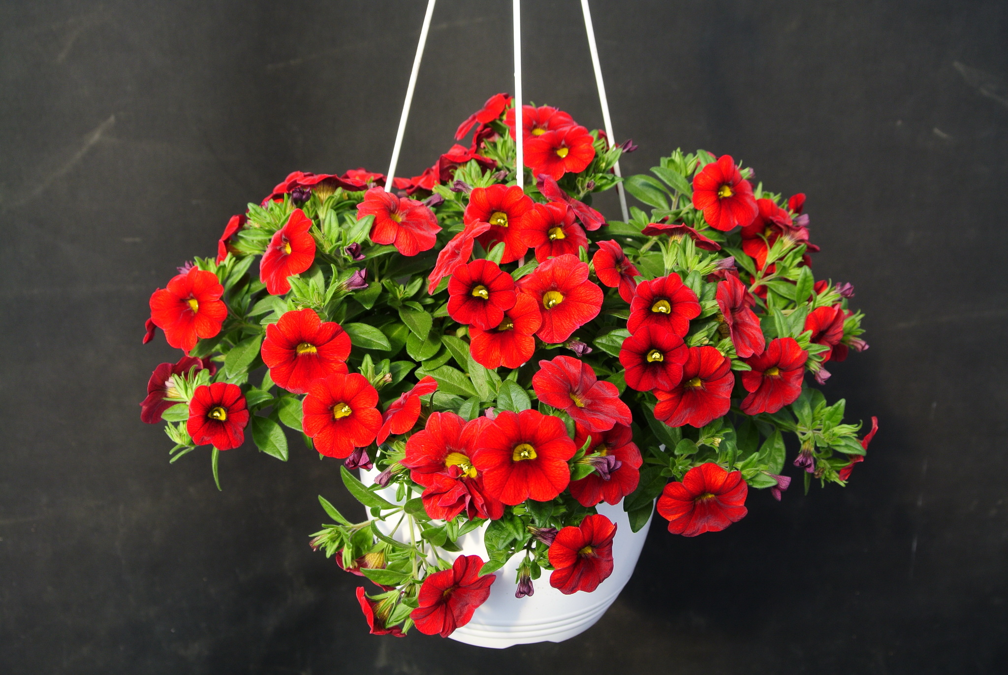 Calibrachoa 19