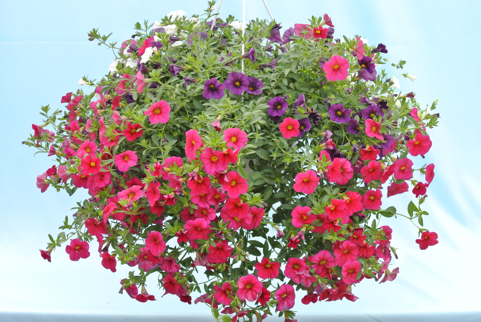 Calibrachoa 19